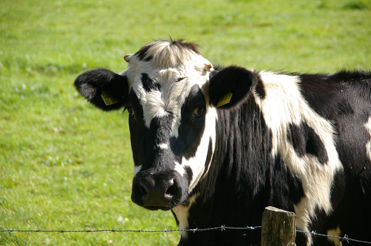 cow, animal, livestock, cattle, nature, dairy cattle, dairy cow, mammal, portrait, animal portrait