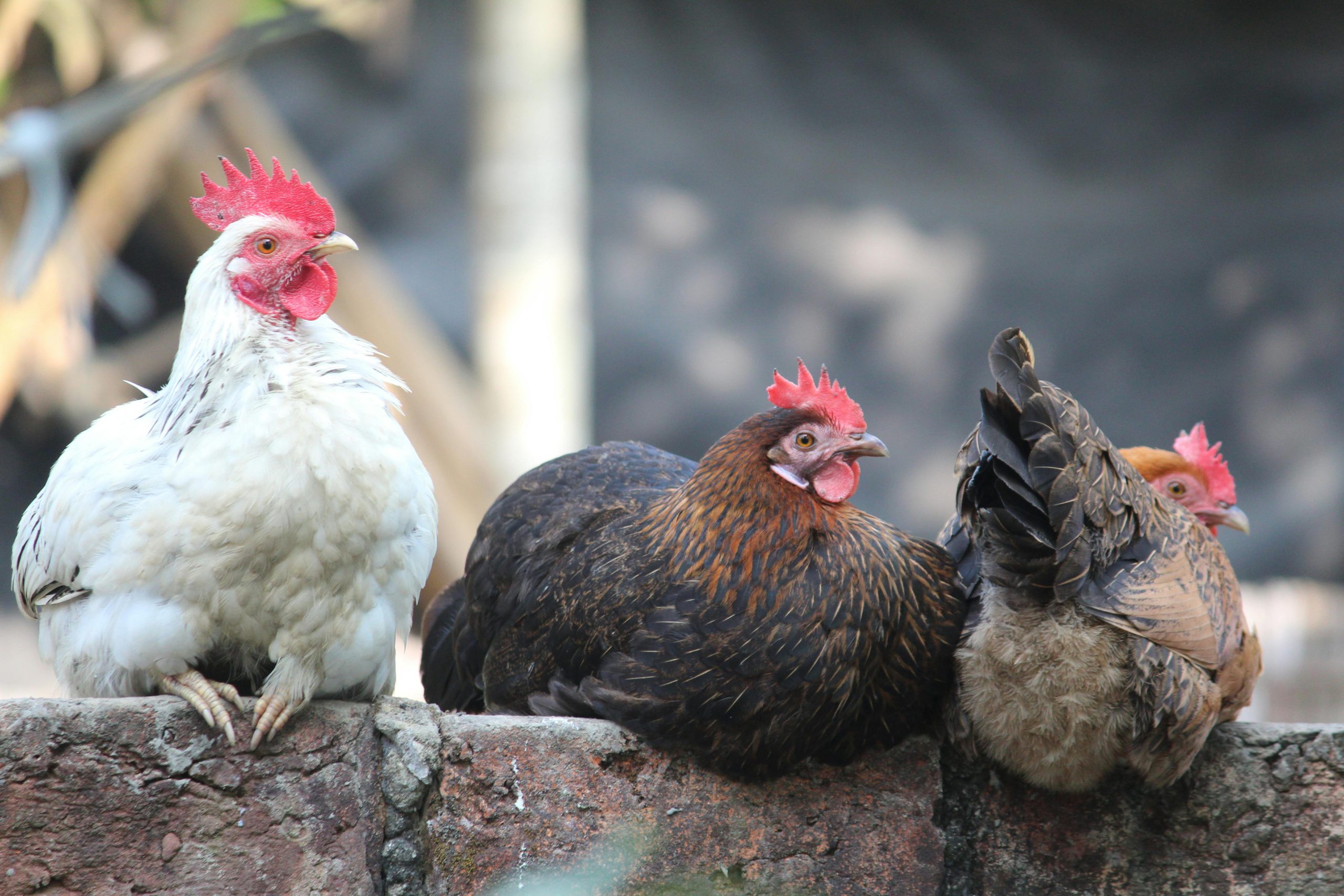 Three chickens sitting on a stone wall in an outdoor setting, captured in natural light.